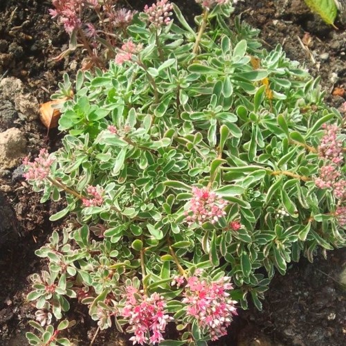 Sedum spurium 'Tricolor' - Roomav kukehari 'Tricolor'